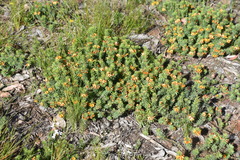 Pultenaea humilis