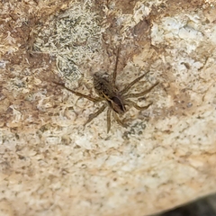 Artoriinae