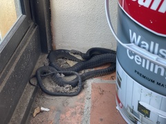 Dispholidus typus typus