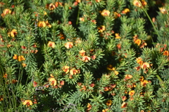 Pultenaea humilis