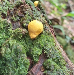 Fungi