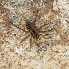 Artoriinae