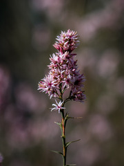 Sprengelia incarnata