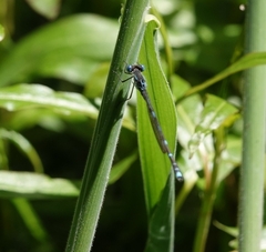 Austrolestes leda