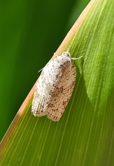 Isotenes miserana