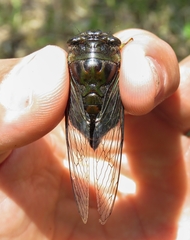 Cicadidae