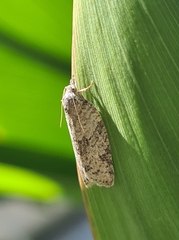 Isotenes miserana