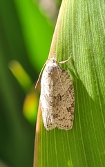 Isotenes miserana