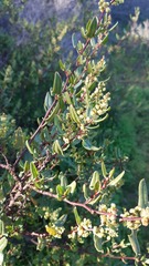 Muehlenbeckia hastulata