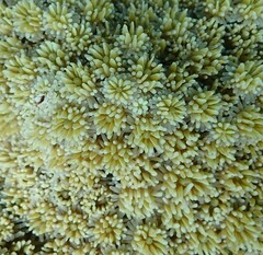 Galaxea fascicularis