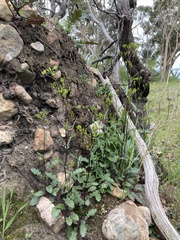 Senecio picridioides