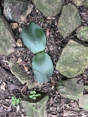 Haemanthus deformis