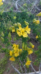 Tropaeolum hookerianum