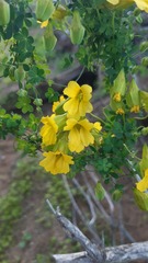 Tropaeolum hookerianum