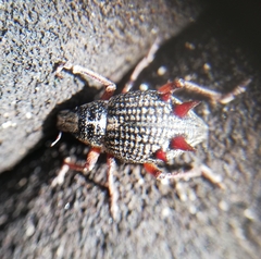 Catasarcus spinipennis