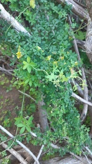 Tropaeolum hookerianum