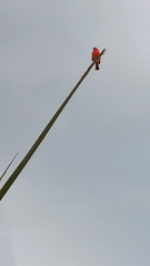 Foudia madagascariensis