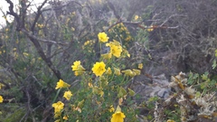 Tropaeolum hookerianum
