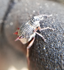 Catasarcus spinipennis