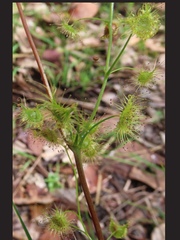Drosera auriculata
