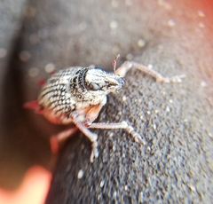 Catasarcus spinipennis