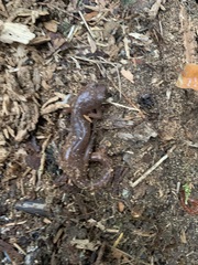Ensatina eschscholtzii