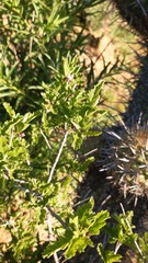 Bridgesia incisifolia