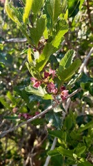 Bridgesia incisifolia