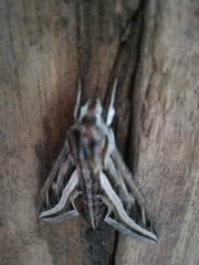 Hippotion celerio