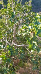 Vasconcellea chilensis