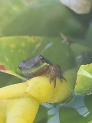 Litoria fallax