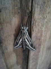 Hippotion celerio