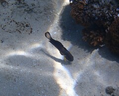 Amblygobius phalaena