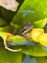 Litoria fallax