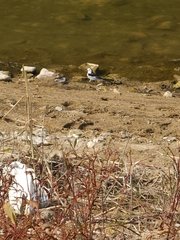 Motacilla alba leucopsis