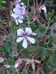 Pelargonium betulinum