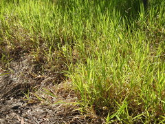 Urochloa eminii