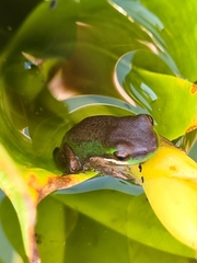 Litoria fallax