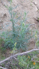 Senecio murorum