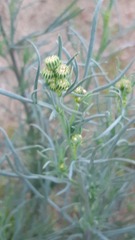 Senecio murorum