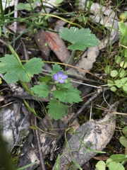 Veronica plebeia