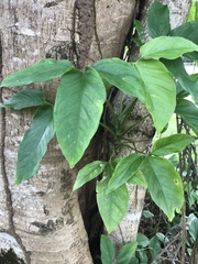 Syngonium podophyllum