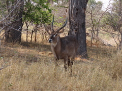 Kobus ellipsiprymnus