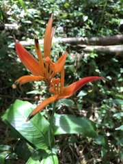 Heliconia psittacorum