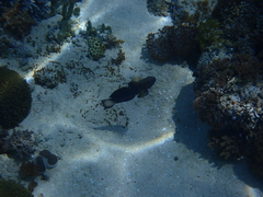 Amblygobius phalaena