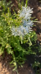 Schizopetalon