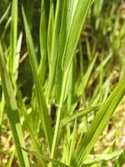 Urochloa eminii
