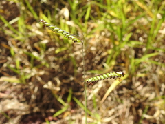 Urochloa eminii