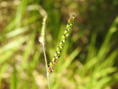 Urochloa eminii