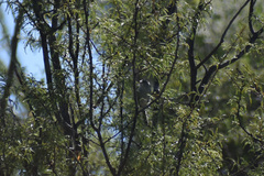 Polioptila